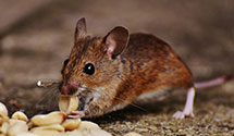 24 Hour & Emergency Exterminators in San Luis Obispo, CA